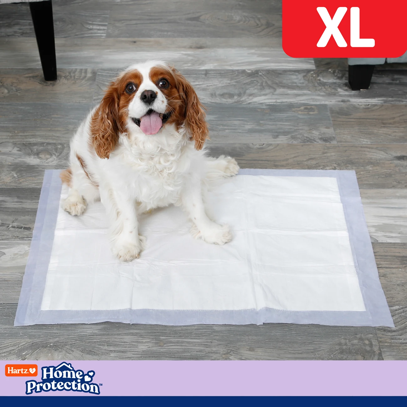 Cavalier King Charles španijel na podlozi za trening
