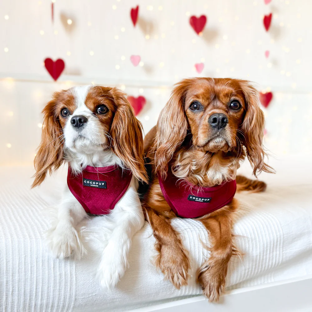 Dva Cavalier King Charles španijela s Cocopup London prsnim remenom