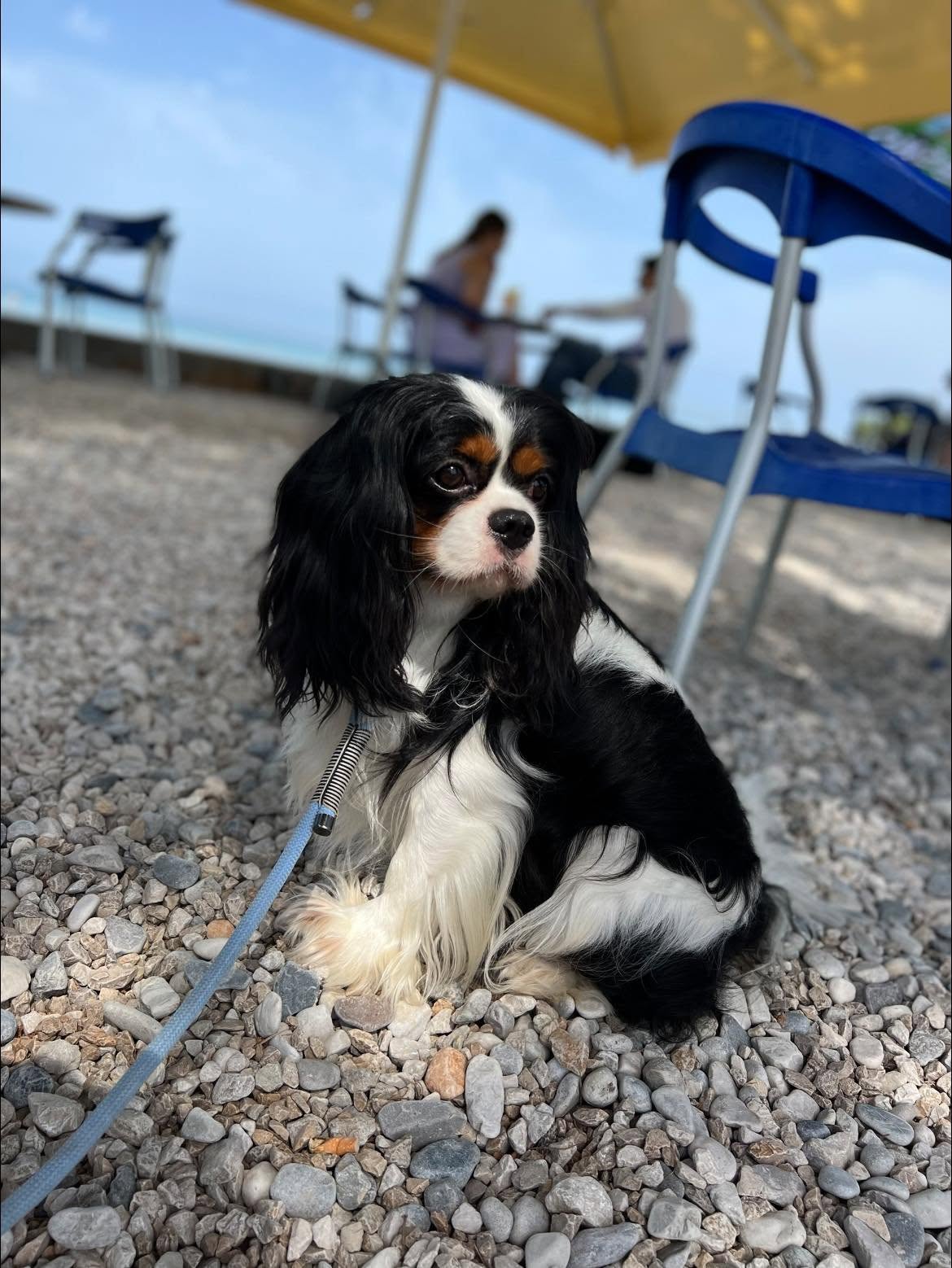 Archie