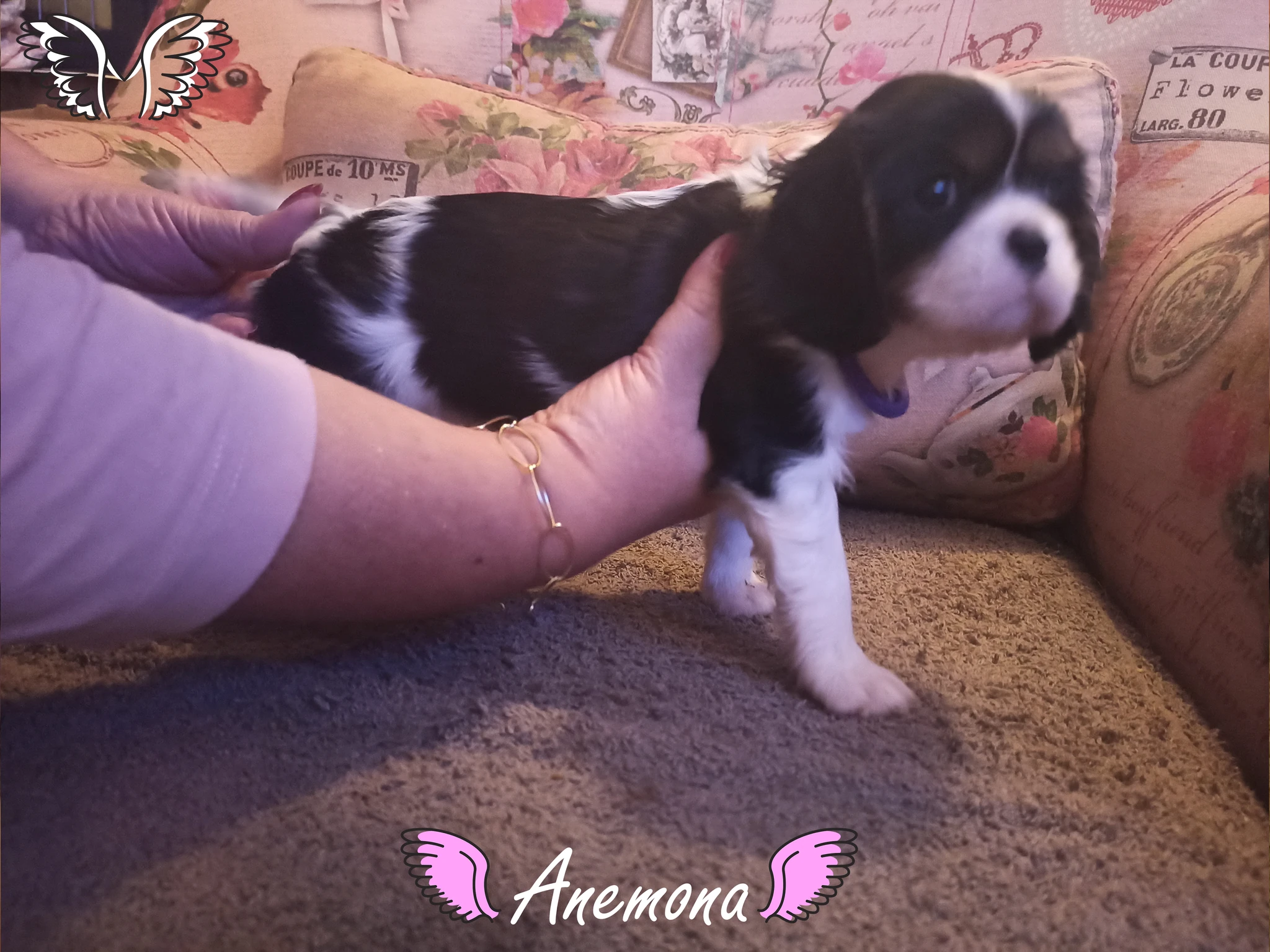 Anemona