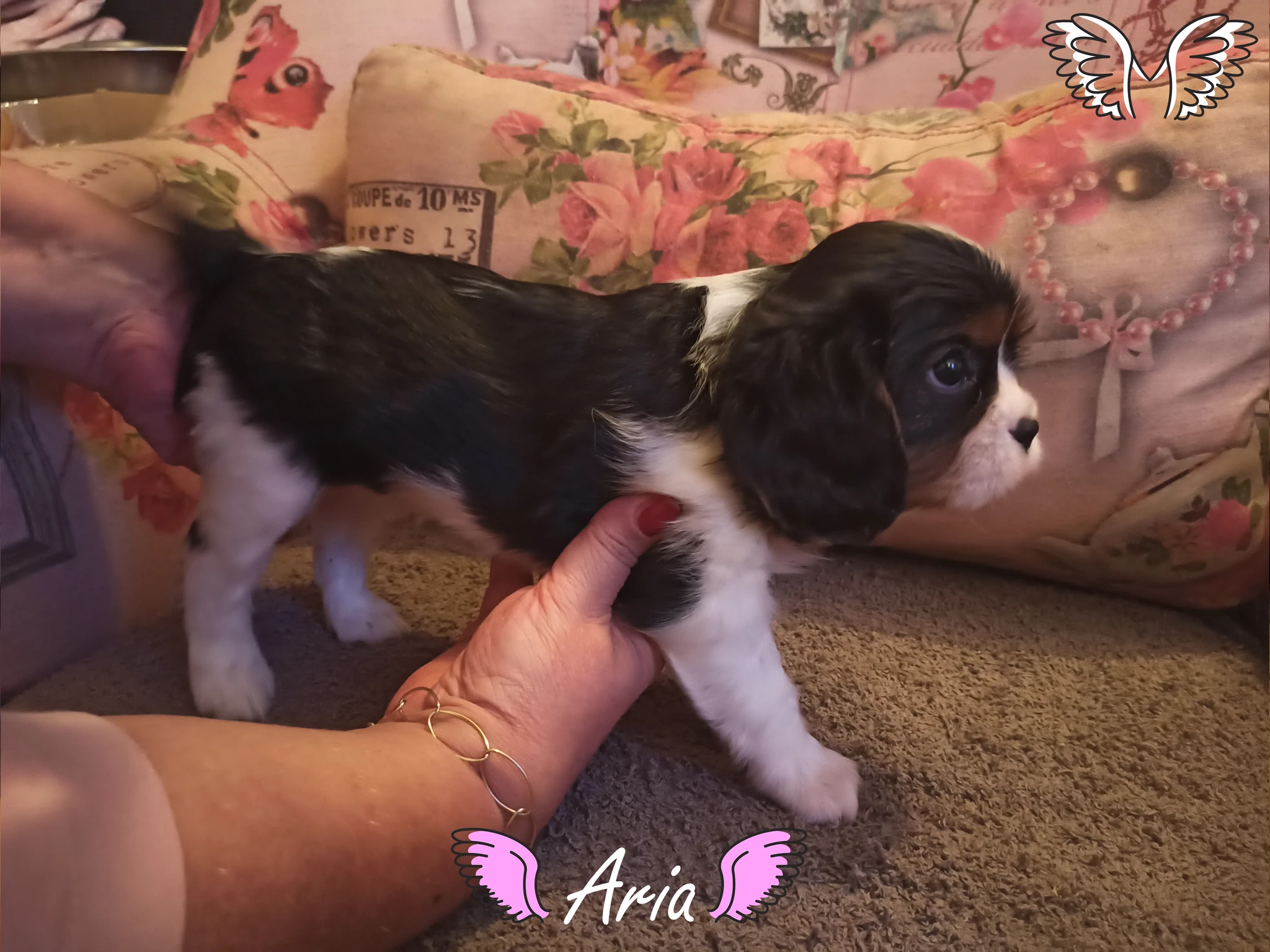 Aria