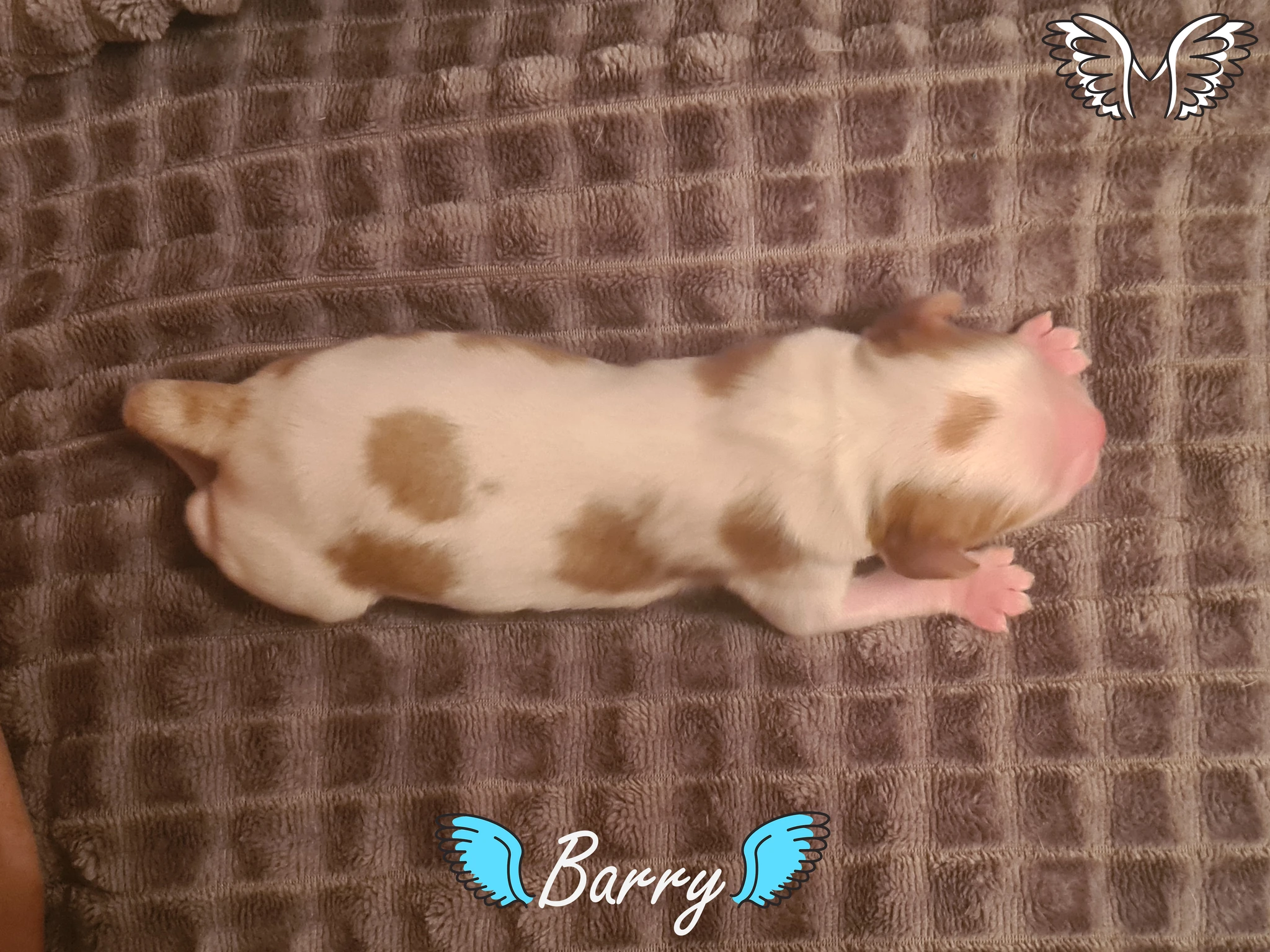 Barry