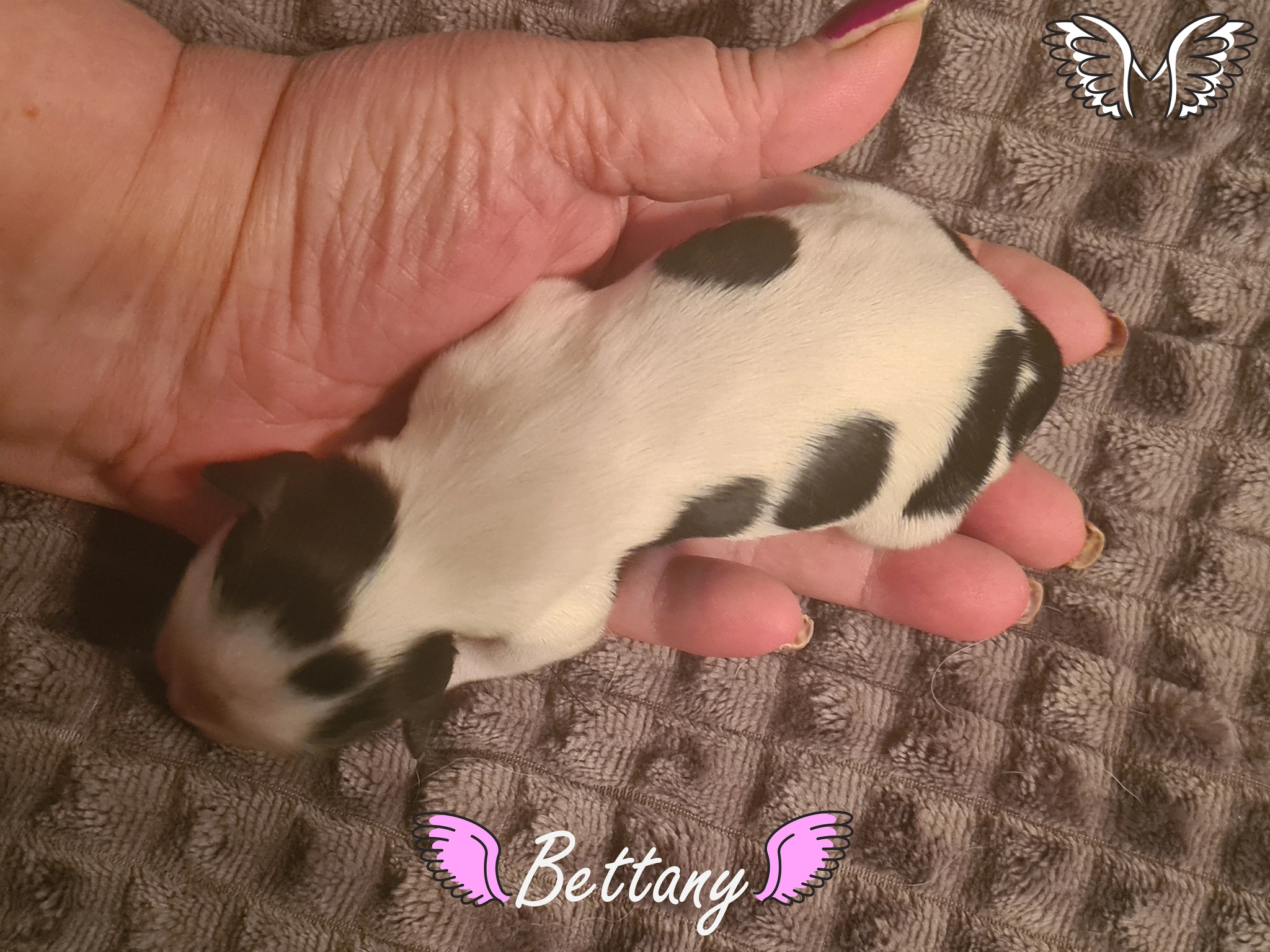 Bettany