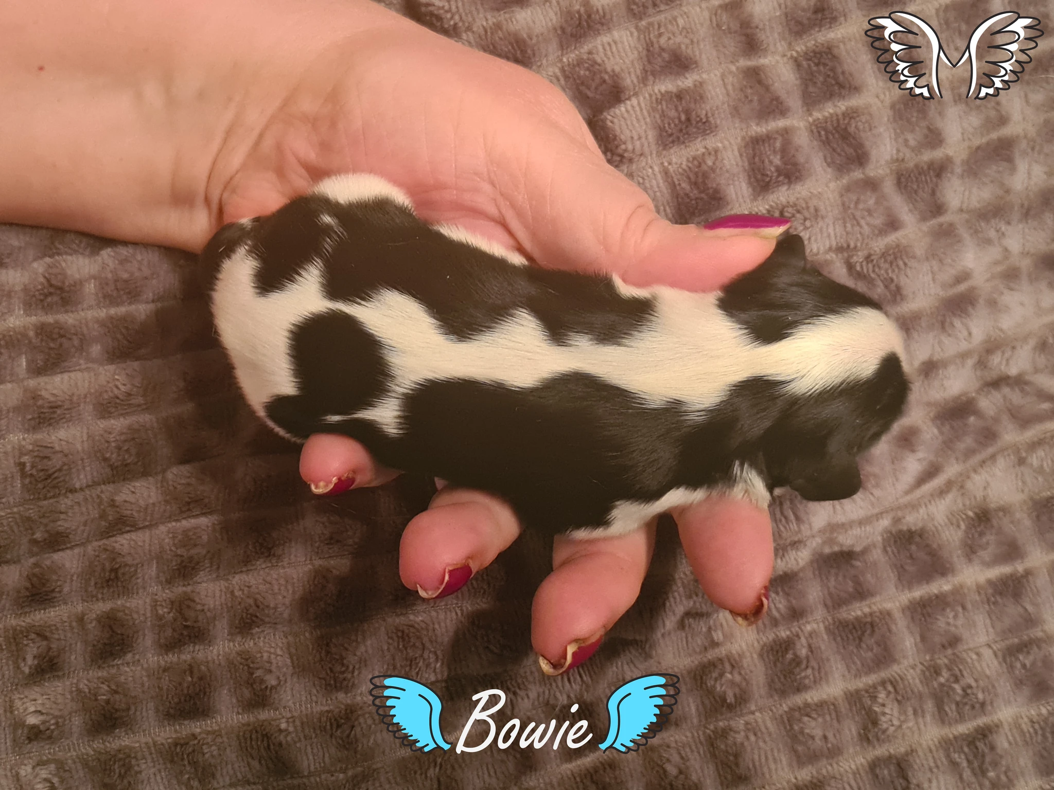 Bowie