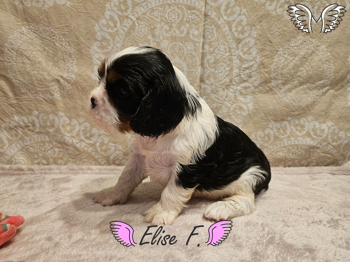Elise