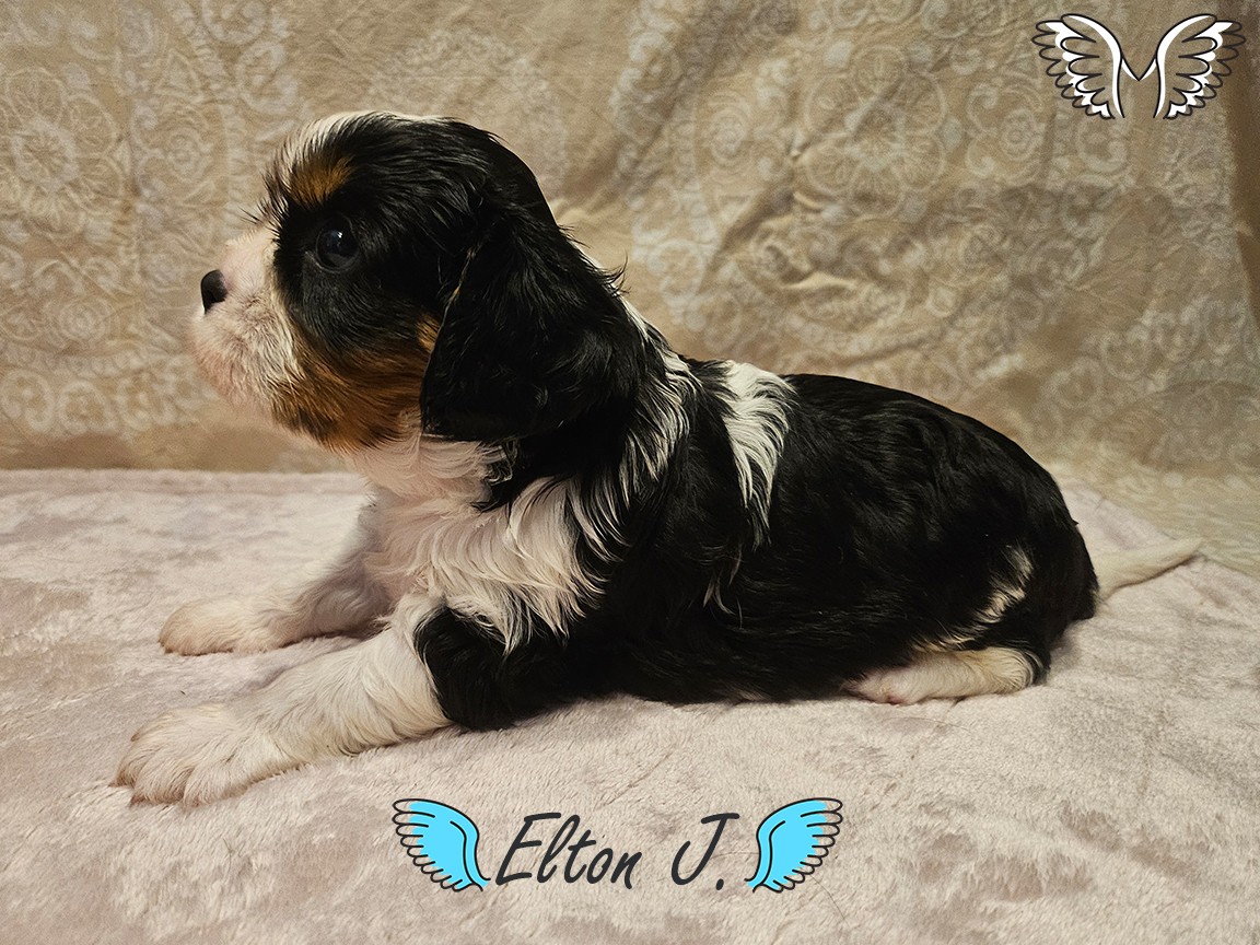 Elton